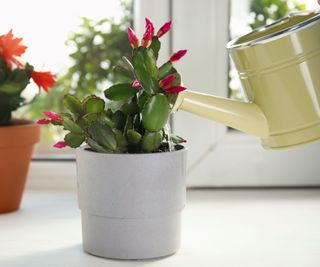 watering a christmas cactus plant with a watering can