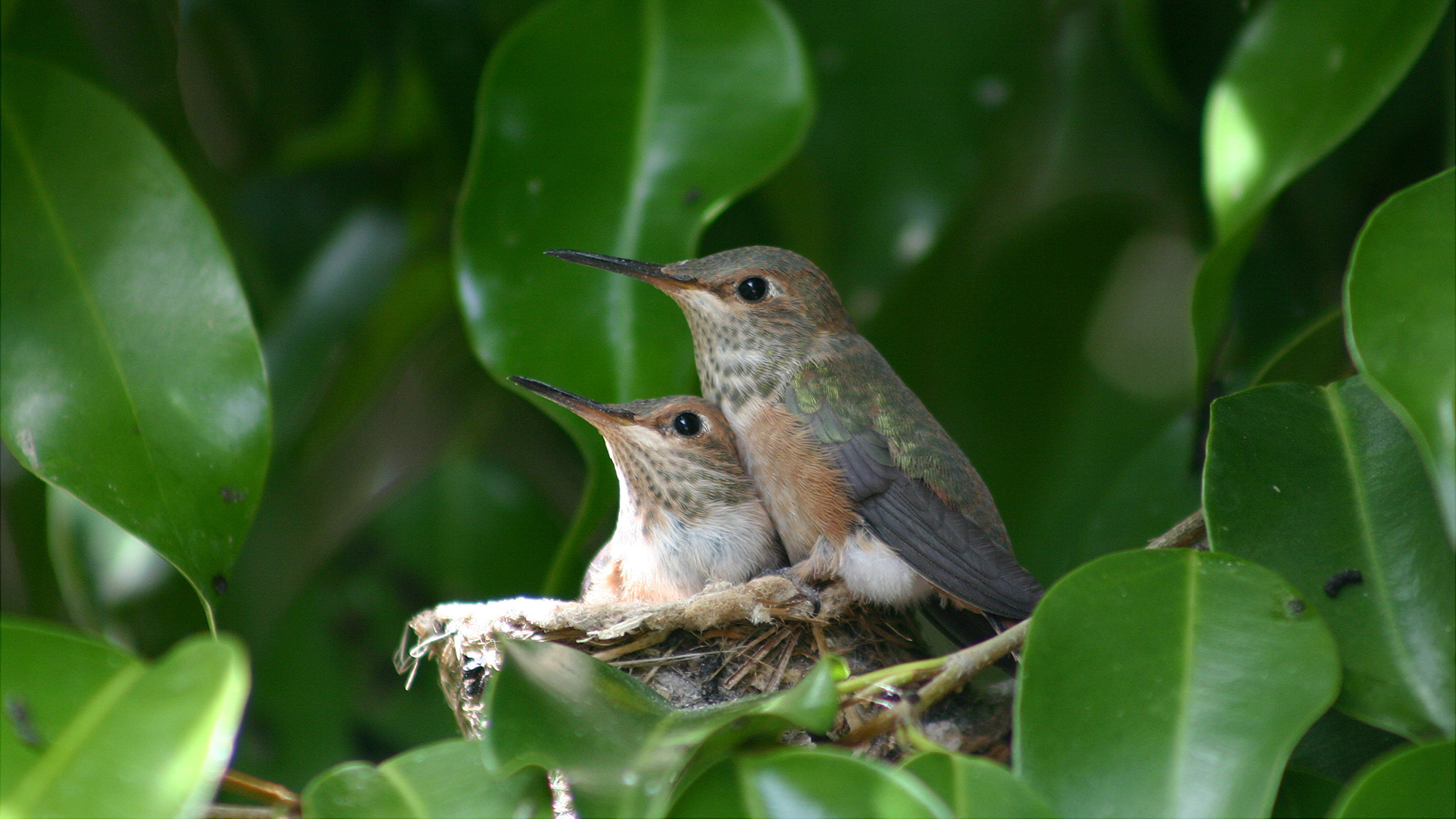 Allen's Hummingbird chicks in nest