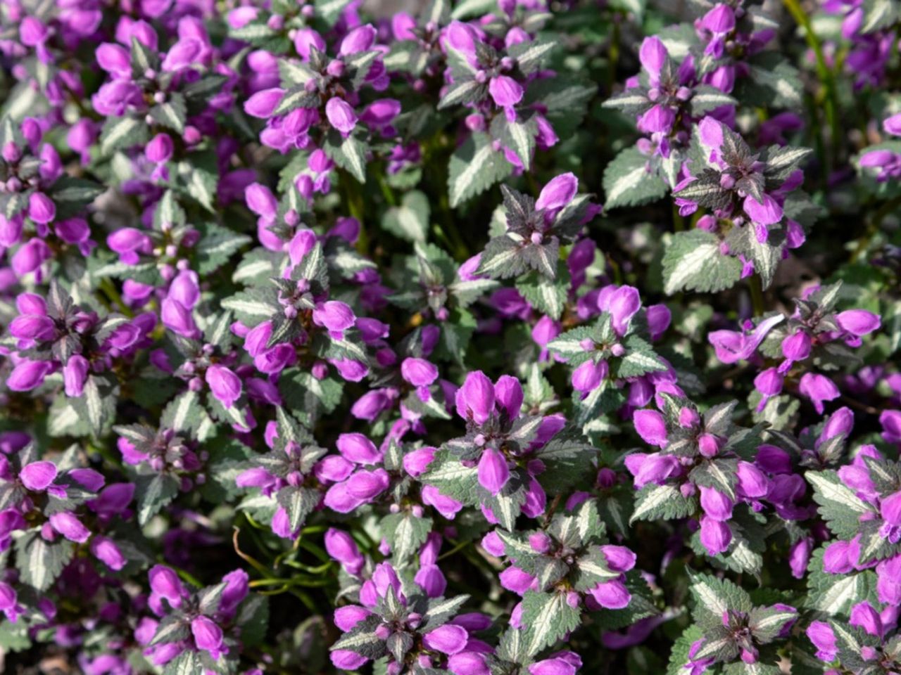 Purple Groundcover