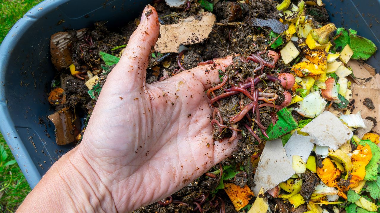 Adding red wriggler worms to vermicomposting bin