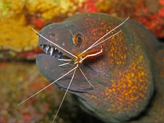animals, shrimp, cleaner shrimp, territoriality, mate choice, mating competition, hermaphrodite, hermaphroditic shrimp, Lysmata amboinensis shrimp, cleaner shrimp competition, murderous jealousy, Mating Pairs, Social Monogamy, Reproductive Competition