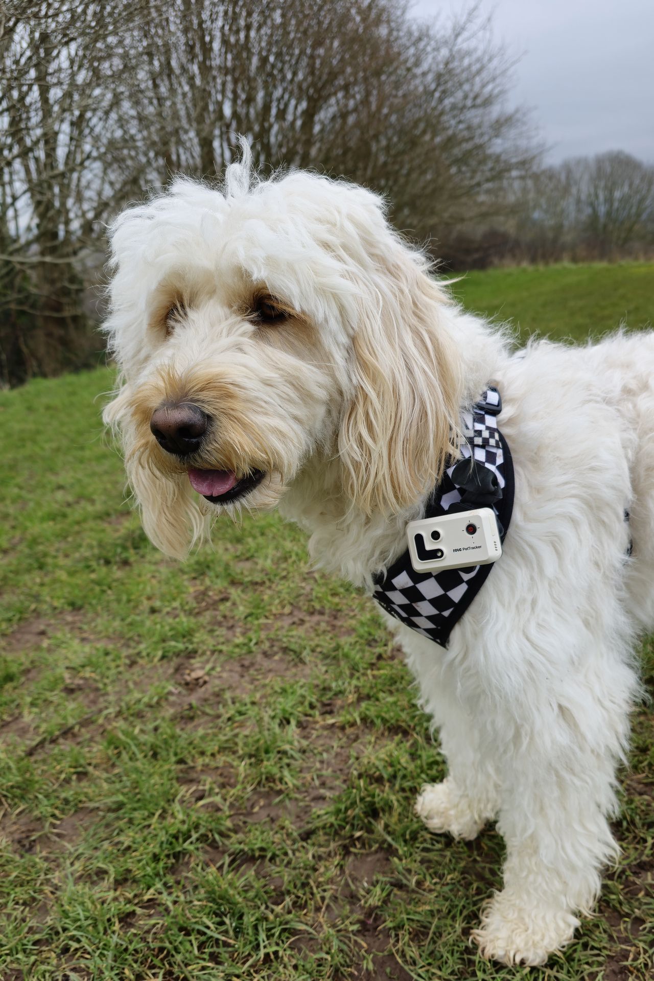 Enabot ROLA Pet Tracker review