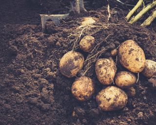 potatoes growing