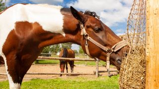 paint horse eating from haynet