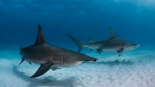 Great hammerhead sharks on a sandy ocean floor in the Bahamas.
