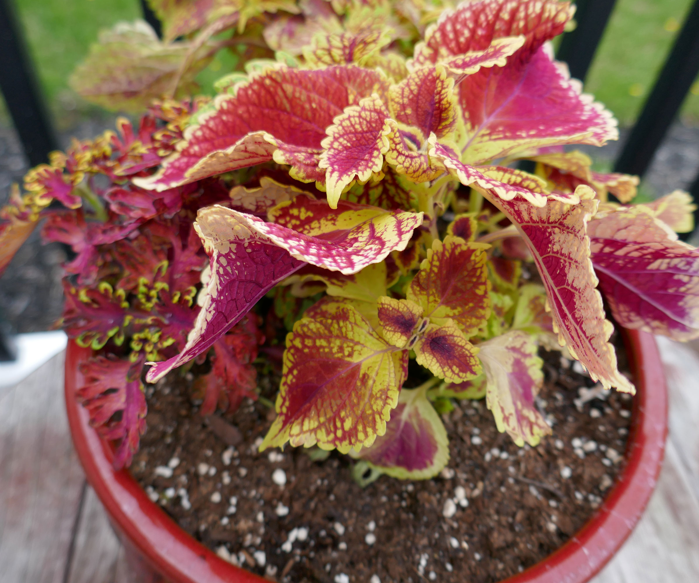 coleus plant next to balcony railing