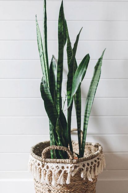 Large Indoor Potted Plant