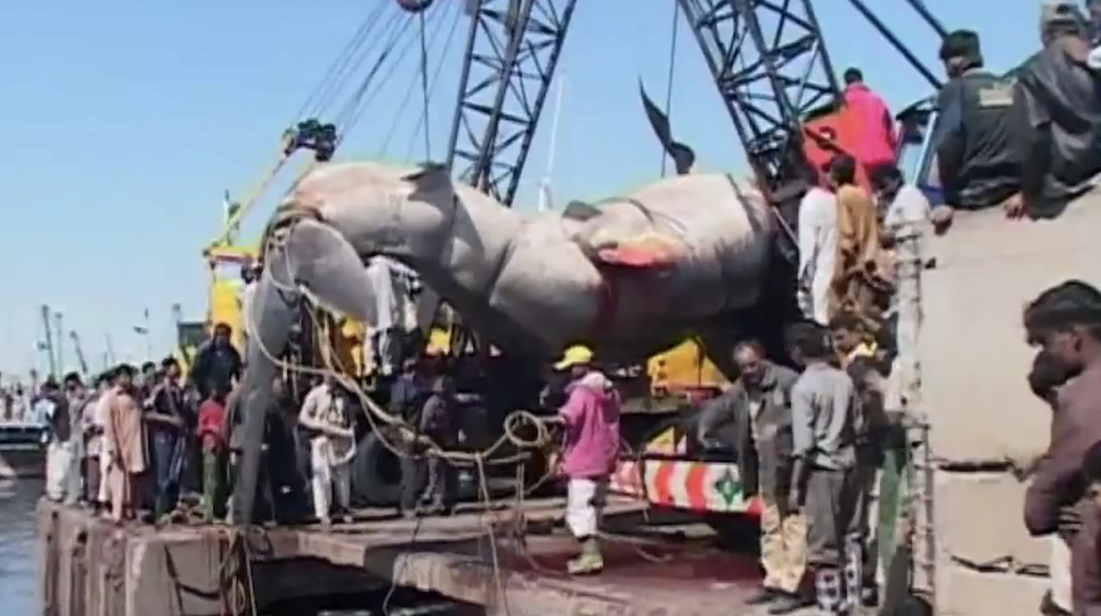 Whale shark pulled ashore in Karachi, Pakistan.