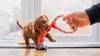 Puppy playing with rope toy