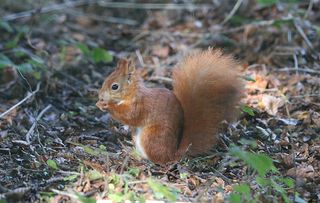 demelza Cornwall Red Squirrel Project!