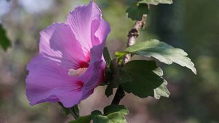 Rose of Sharon