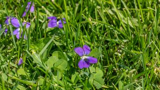 Wild violets in lawn grass