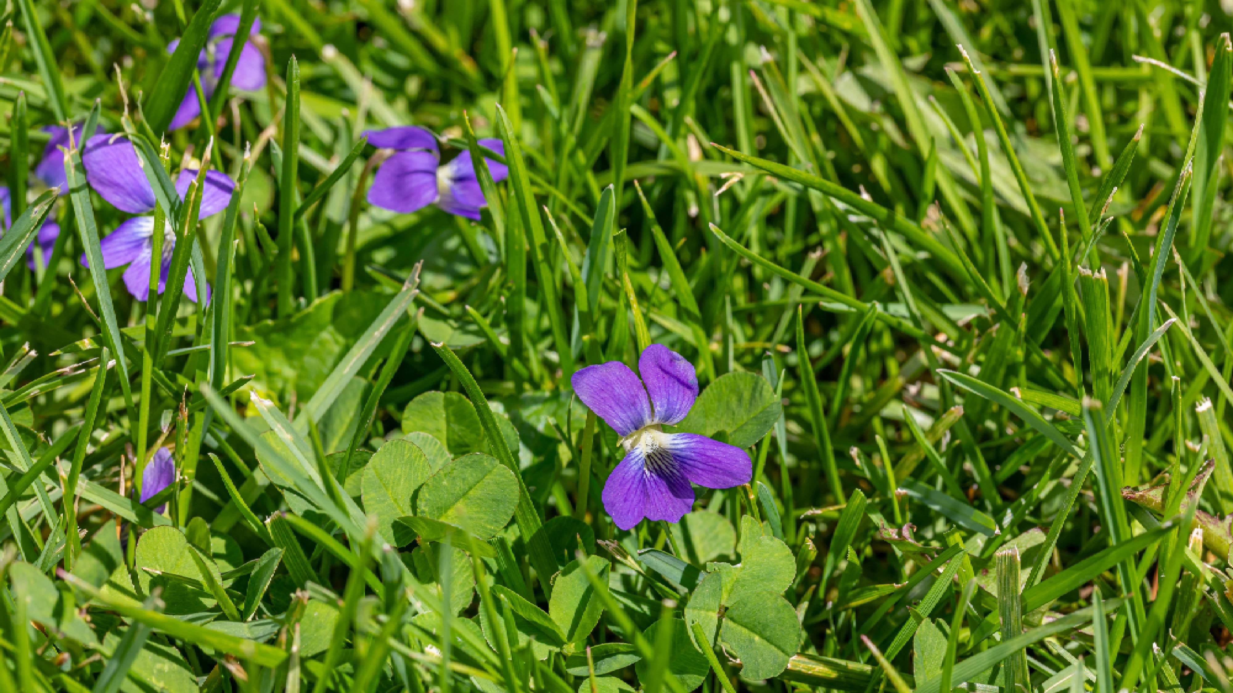 Wild violets in lawn grass