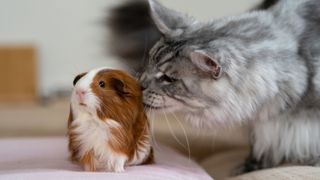 Cat and guinea pig