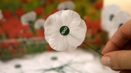 White Remebrance Poppy