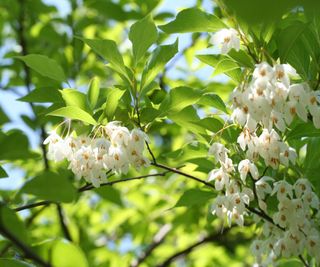 Japanese snowball tree flowers