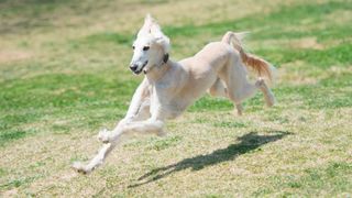 Saluki running