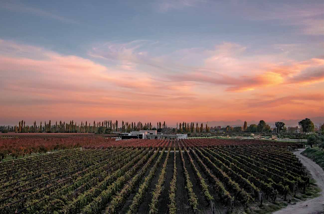 Durigutti Family Winemakers restored Finca Victoria, old vineyard in the Geographic Indication of Las Compuertas