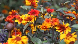 orange and yellow heliopsis in flower