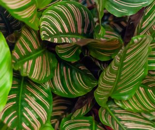 Pink and green calathea leaves