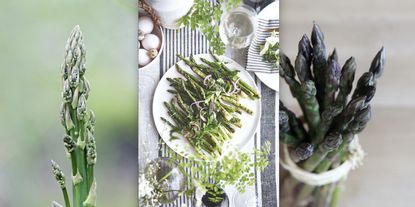 plate of griddled asparagus