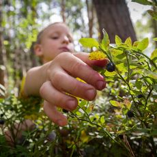 A boy picks a berry from a bush