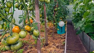 raised beds with tomato plants growing