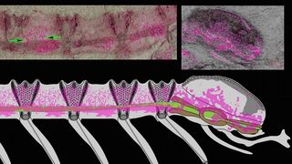 The fossilized body (top left) and fossilized brain (top right) of the worm-like critter. The magenta color indicates the presence of preserved neural tissue. The reconstruction below shows how the animal's nervous system would have been structured.