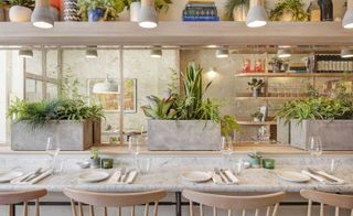 Potted plants in dining area at Lorne, London, UK
