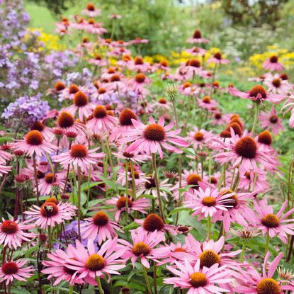 Low-maintenance perennials like coneflowers in a garden