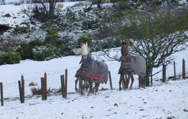 horses in the snow