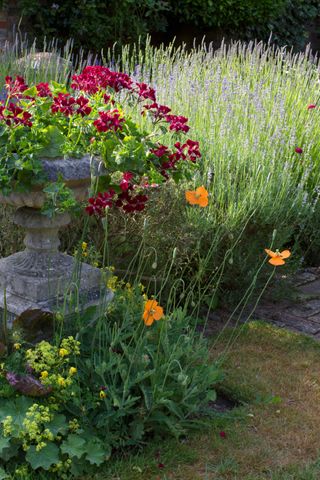 cottage garden with poppies and planter