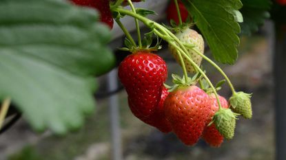 strawberries growing in greenhouse