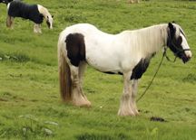 fly_grazing.jpg