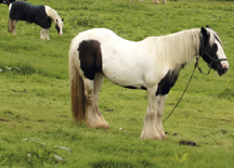 fly_grazing.jpg