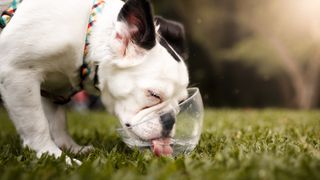 French Bulldog drinking water from bowl at the park