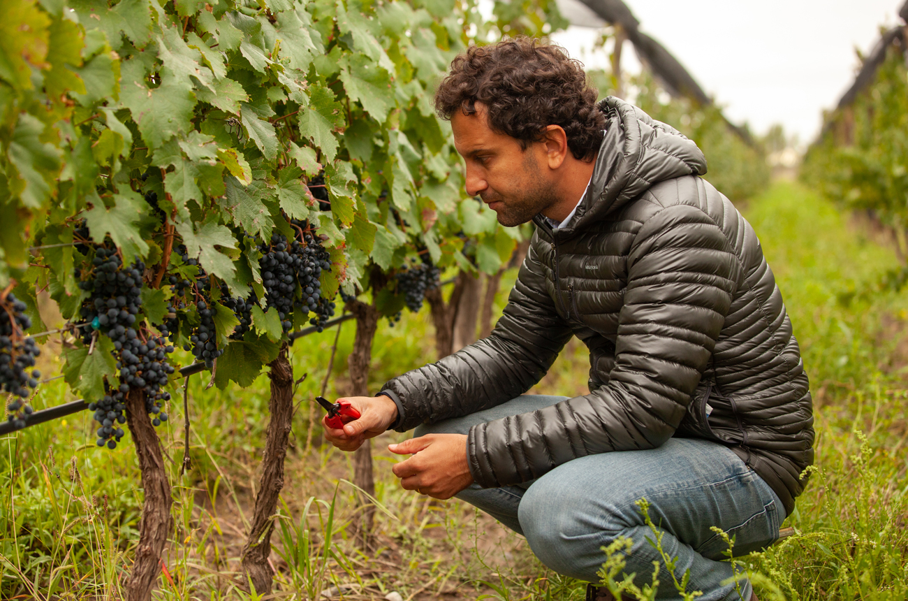 Winemaker Juan Pablo Murgia inspecting grapes in the Bodegas Argento Altamira vineyard