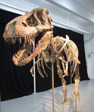 This nearly complete <em>Tyrannosaurus bataar</em> is set to go on auction. It is one of many rare natural history specimens Heritage Auctions plans to sell on May 20. An Asian relative of the North American <em>Tyrannosaurus rex</em>, this specimen's est