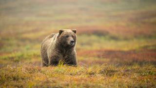 Denali bear