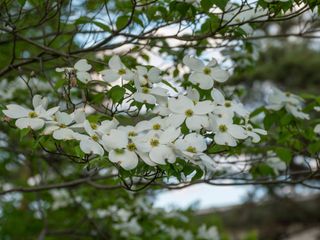 flowering dogwood tree