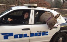 donkey-police-car-web.jpg