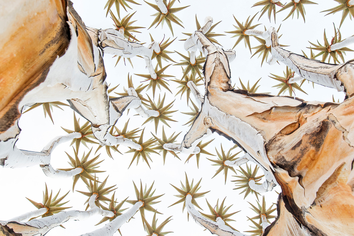A winning image from the GDT Nature Photographer of the Year