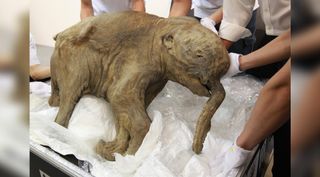 The remains of a mummified baby mammoth being pulled from storage by a group of researchers