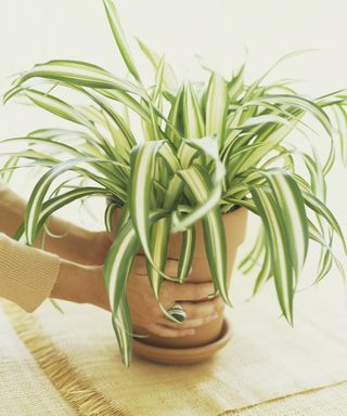 A potted spider plant on a neutral background with someone's hands on the pot
