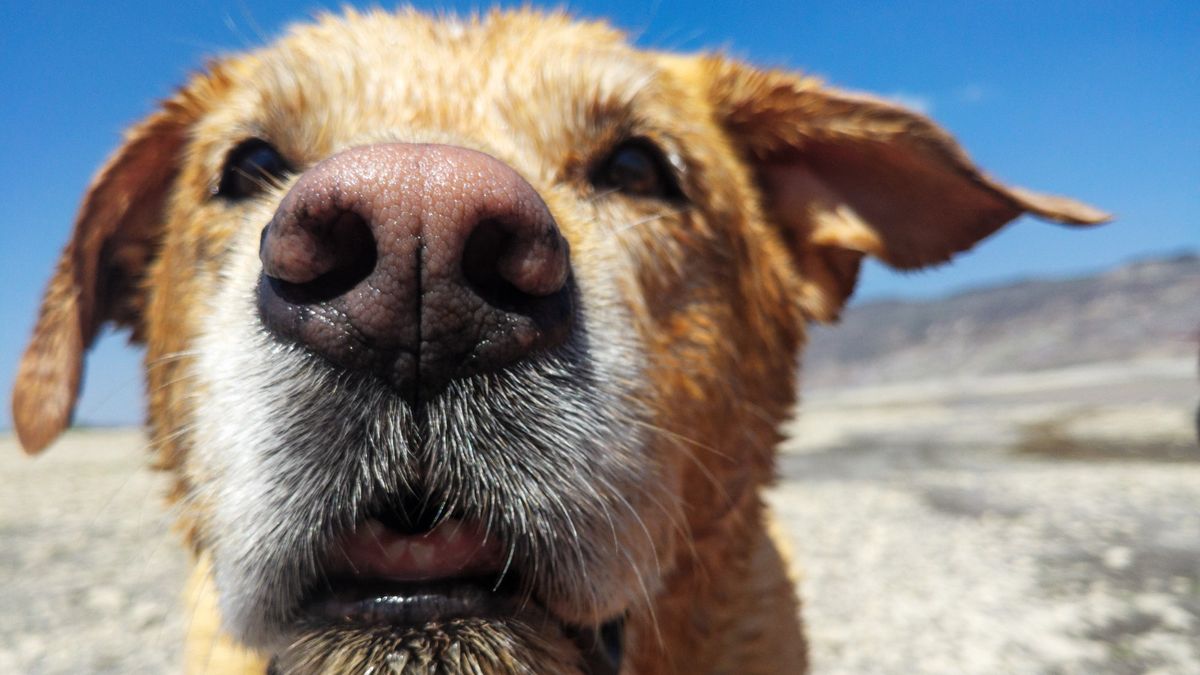 dog&#039;s nose is dry