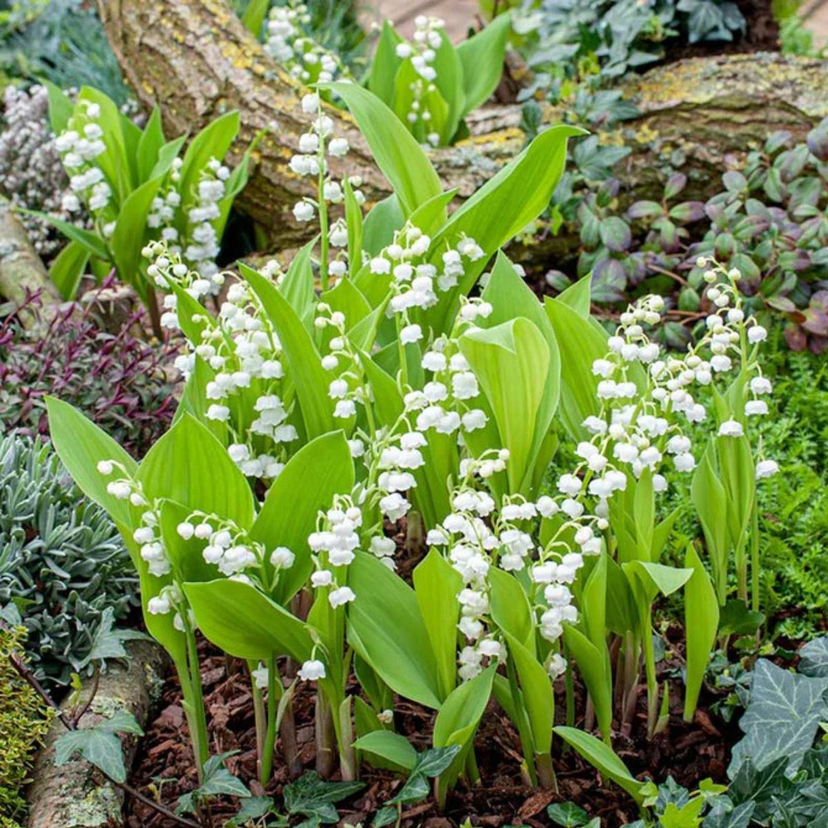 Lily of the valley