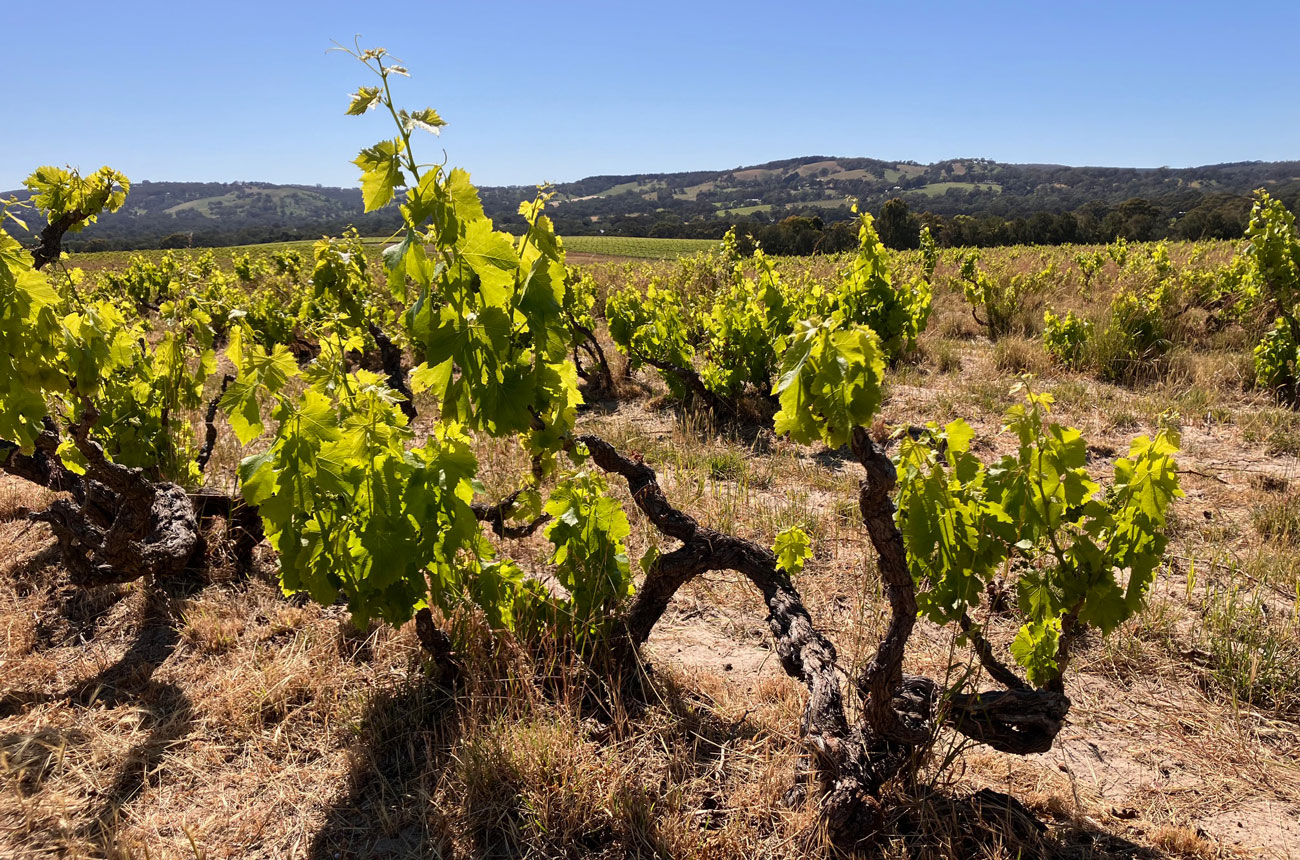 Grenache vines in Yangarra's High Sands vineyard in Blewitt Springs, McLaren Vale
