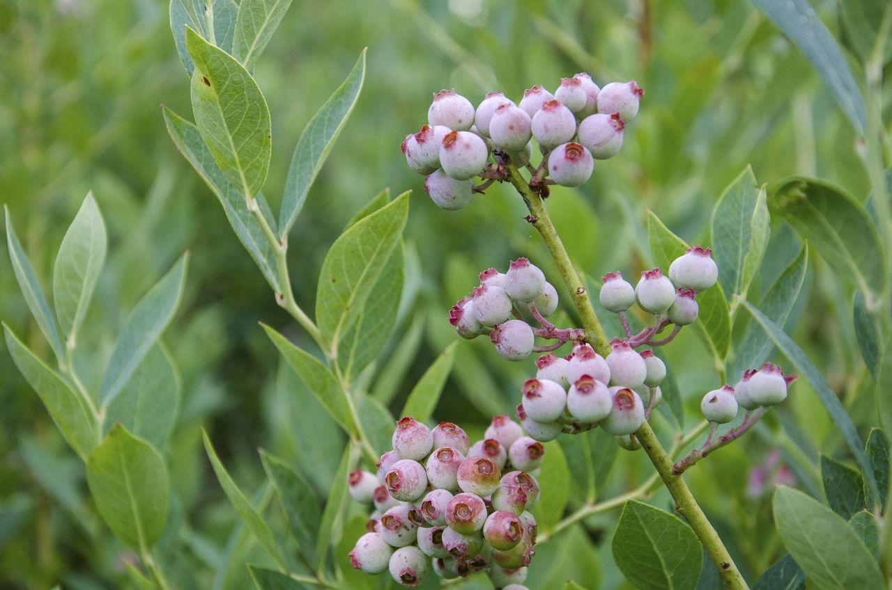 unripe blueberries