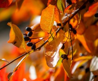 Tupelo tree in fall, with orange leaves and dark berries