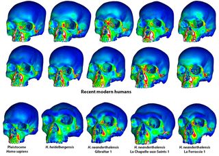 Colorized models of Neanderthal, Homo heidelbergensis and modern human skulls showed force distribution in biting simulations.